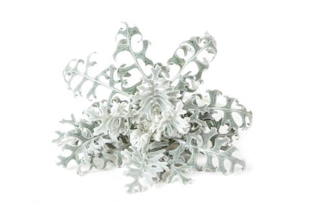 Click & Grow- Smart Garden 3-pack Dusty Miller - Pölyinen Miller-pakkaus