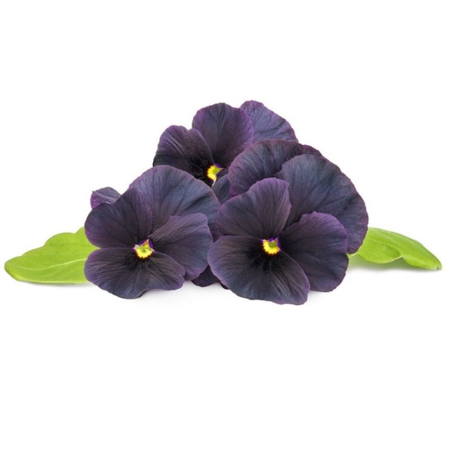 Click & Grow Smart Garden 3-pack Black Pansy -täydennyspakkaus