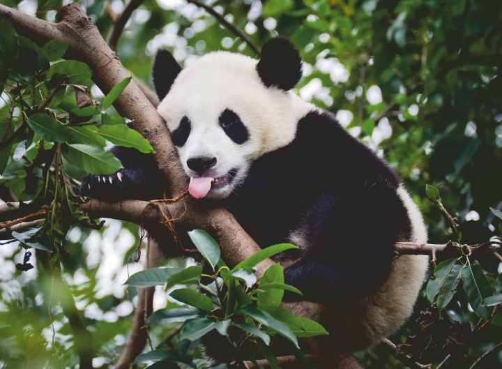 Ravensburger Puzzle Panda Bear 500p (12000351) ryhmässä URHEILU, VAPAA-AIKA JA HARRASTUS / Harrastus / Palapeli @ TP E-commerce Nordic AB (C86446)