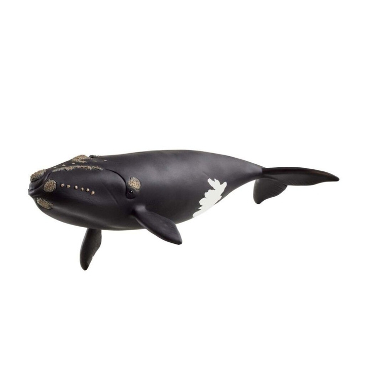 Schleich Pohjois-Atlantin valas - (14878) ryhmässä LELUT, TUOTTEET LAPSILLE JA VAUVOILLE / Leikkikalut, Askartelu &Pelit / Figuurit, miniatyyrit ja tarvikkeet @ TP E-commerce Nordic AB (D15333)