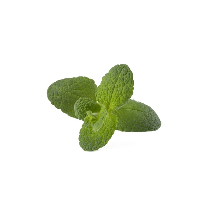 Click & Grow Smart Garden 3-pack - Omena Minttu (SGR79X3) ryhmässä URHEILU, VAPAA-AIKA JA HARRASTUS / Hauskat tavarat / Älylaitteet @ TP E-commerce Nordic AB (D21555)