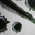 Kovat tarrat autoon/moottoripyörään - Luodinreikä ja kynsien jäljet Kovat tarrat autoon/moottoripyörään - Luodinreikä ja kynsien jäljet