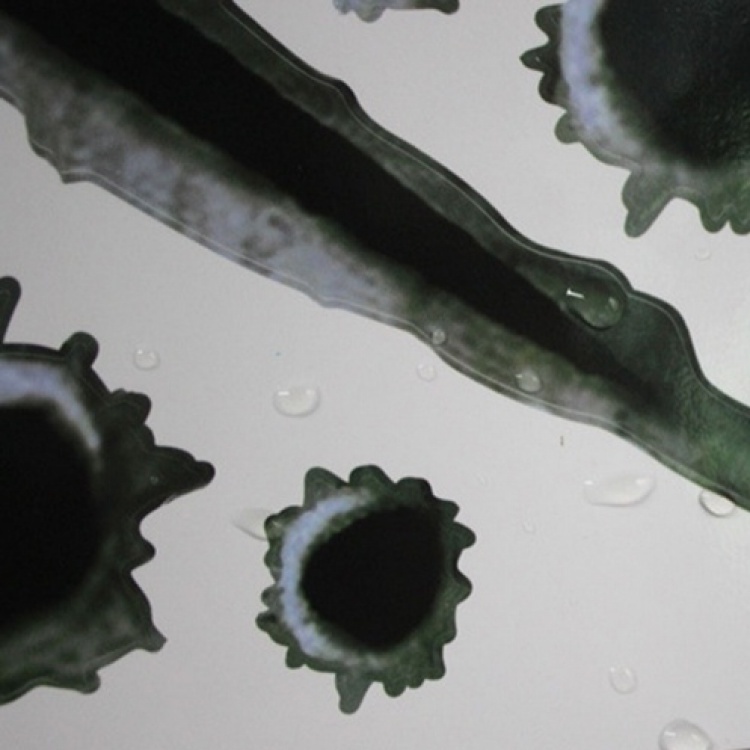 Kovat tarrat autoon/moottoripyörään - Luodinreikä ja kynsien jäljet Kovat tarrat autoon/moottoripyörään - Luodinreikä ja kynsien jäljet