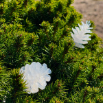 LightsOn Pine 10m ljusslinga vita ljusskimrande kottar LightsOn Pine 10m ljusslinga vita ljusskimrande kottar