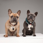 TICKLESS Tick Repellent Pet Beige