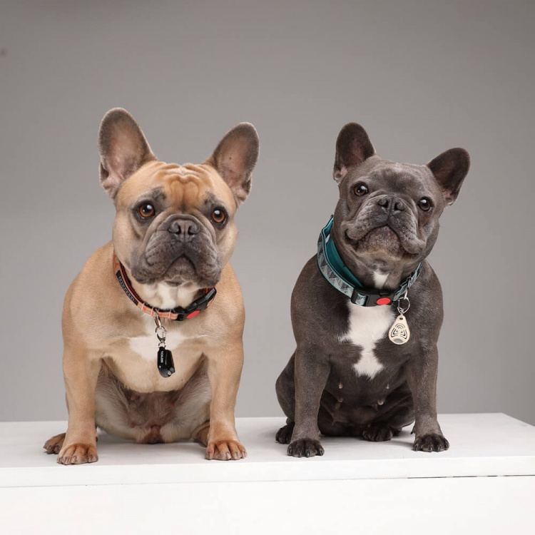 TICKLESS Tick Repellent Pet Black