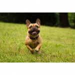 TICKLESS Tick Repellent Pet Black