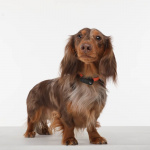 TICKLESS Tick Repellent Mini Dog Black