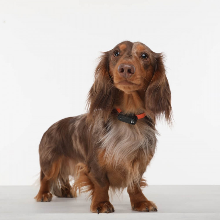 TICKLESS Tick Repellent Mini Dog Black