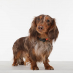 TICKLESS Tick Repellent Mini Dog Black