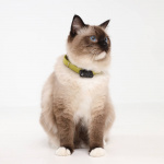 TICKLESS Tick Repellent Mini Cat Black