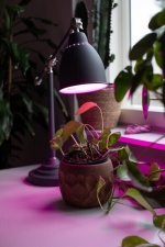 Airam LED kasvilamppu, E27, kirkas, filamentti 180 lm