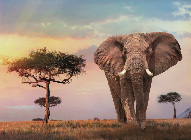Clementoni 500 kpl High Quality Collection African Sunset Clementoni 500 kpl High Quality Collection African Sunset