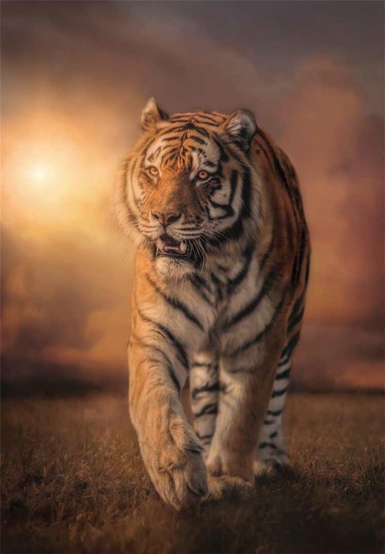 Clementoni 1000 kpl CB High Quality Collection Tiger