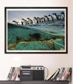 Clementoni 1000 kpl CB High Quality Collection National Geographics Gentoo pingviinit