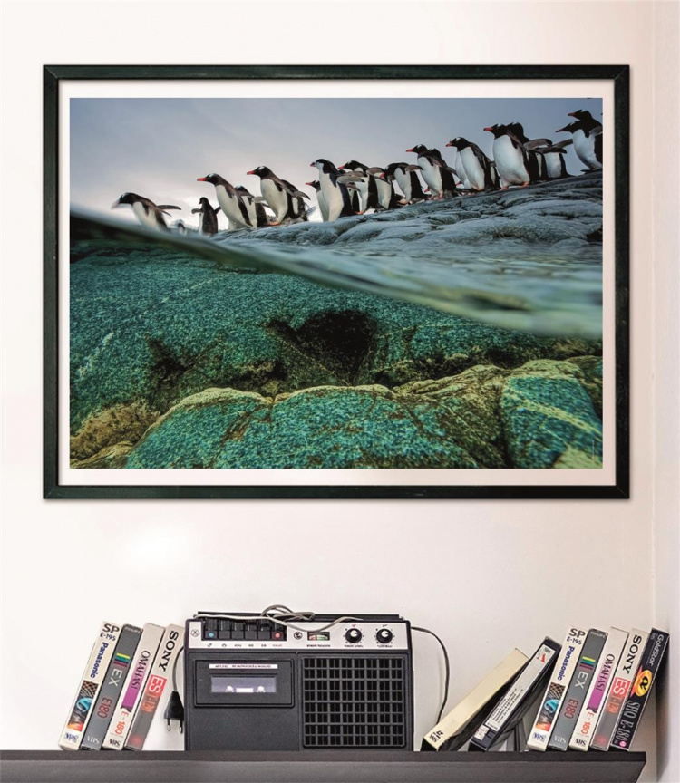 Clementoni 1000 kpl CB High Quality Collection National Geographics Gentoo pingviinit