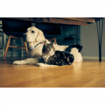 Lilcat 2 GPS-Tracker för Katter