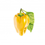 Click & Grow - Smart Garden 3-pack - keltainen paprika (SGR53X3)