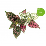 Click & Grow - Smart Garden 3-pack - Polka Dot kasvi (SGR48X3)