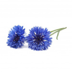 Click & Grow- Smart Garden 3-pack Cornflower (ruiskaunokki)