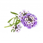 Click & Grow- Smart Garden 3-pack Sweet Alyssum - Täydennyspakkaus