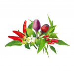 Click & Grow- Smart Garden 9-pack Chili Pepper Mix - Täydennyspakkaukset