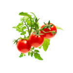 Click & Grow Smart Garden 3-pack - Mini Tomaatti (SGR5X3)