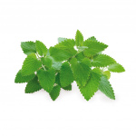 Click & Grow Smart Garden 3-pack - kissanminttu (SGR29X3)