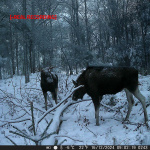 Nedis Riistakamera | 4K@10fps | 50 MPixel | 5 MPixel CMOS | IP65 | Musta heijastamaton infrapuna | Yökuvaus | Katselukulma: 60 ° | Liiketunnistin | Tunnistuskulma: 130 ° | Tunnistusalue: 20 m | Näytön koko: 2.4  Nedis Riistakamera | 4K@10fps | 50 MPixel | 5 MPixel CMOS | IP65 | Musta heijastamaton infrapuna | Yökuvaus | Katselukulma: 60 ° | Liiketunnistin | Tunnistuskulma: 130 ° | Tunnistusalue: 20 m | Näytön koko: 2.4