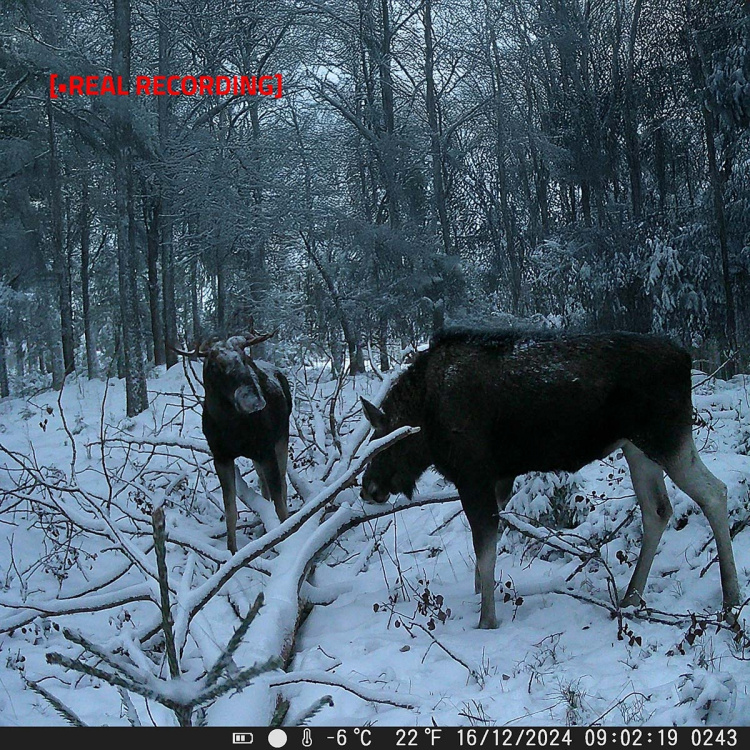 Nedis Riistakamera | 4K@10fps | 50 MPixel | 5 MPixel CMOS | IP65 | Musta heijastamaton infrapuna | Yökuvaus | Katselukulma: 60 ° | Liiketunnistin | Tunnistuskulma: 130 ° | Tunnistusalue: 20 m | Näytön koko: 2.4  Nedis Riistakamera | 4K@10fps | 50 MPixel | 5 MPixel CMOS | IP65 | Musta heijastamaton infrapuna | Yökuvaus | Katselukulma: 60 ° | Liiketunnistin | Tunnistuskulma: 130 ° | Tunnistusalue: 20 m | Näytön koko: 2.4