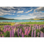 Clementoni Palapeli 1500 Pcs CB High Quality Collection Lupins At Lake Tekapo