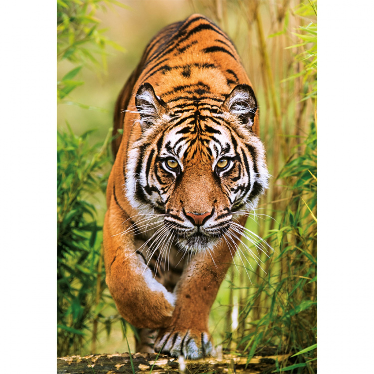 Clementoni Palapeli 1000 Pcs CB The Hunter\'s Path